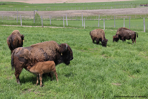 granja bisontes