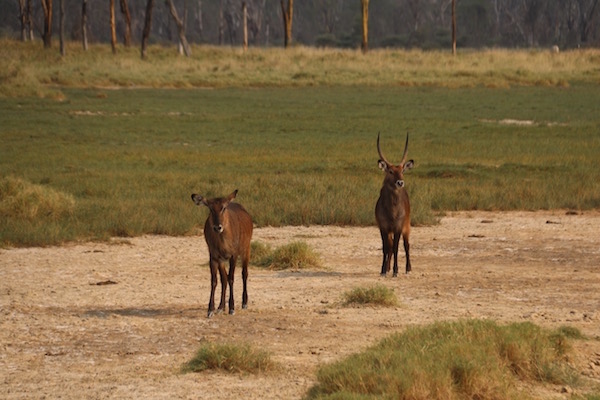 Antilope Agua Kenya-Andorreando por el Mundo