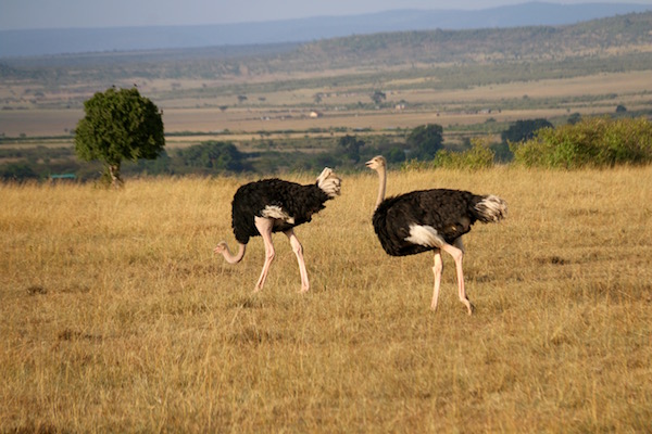 Avestruces Macho Maasai Mara-Andorreando por el Mundo