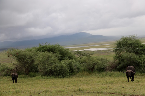 Búfalo Cafres Ngorongoro-Andorreando por el Mundo