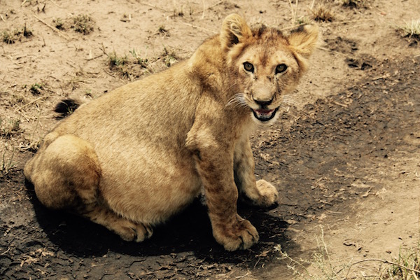 Cachoro León-Serengeti-Andorreando por el Mundo
