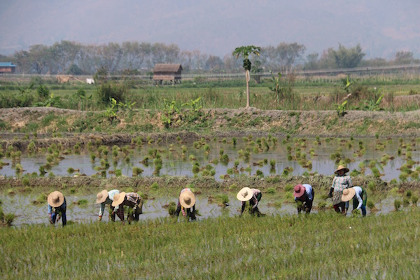 Campos Arrozales Myanmar-Andorreando por el Mundo