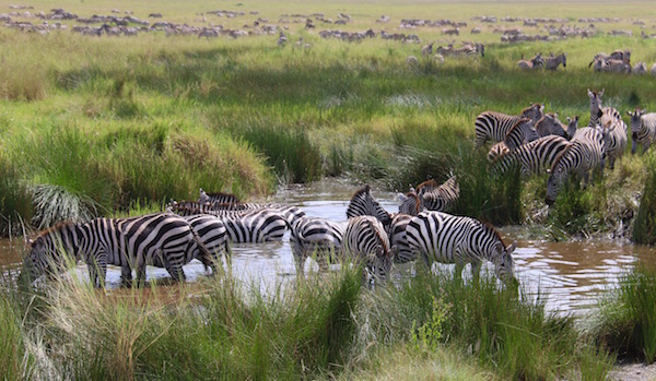 Cebras P.N Serengeti-Andorreando por el Mundo