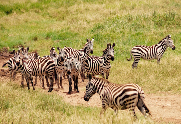 Cebras Parque Nacional Serengeti