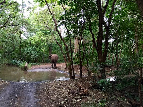 Elefante Lago Manyara-Andorreando por el Mundo