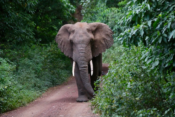 Elefante Lago Manyara-Andorreando por el Mundo