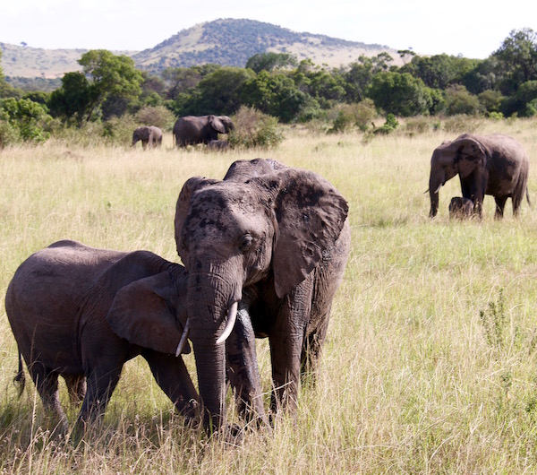 Elefante Maasai Mara-Andorreando por el Mundo