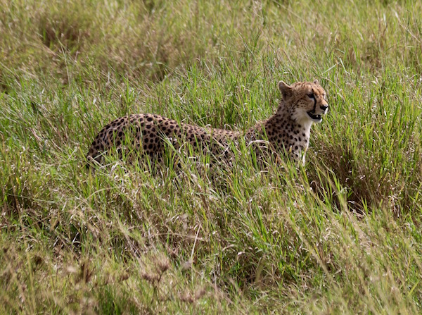 Guepardo Maasai Mara-Andorreando por el Mundo