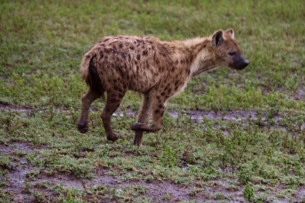 Hiena Manchada Ngorongoro-Andorreando por el Mundo