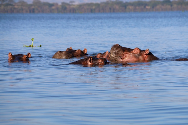 Hipopótamos Lago Naivasha-Andorreando por el Mundo