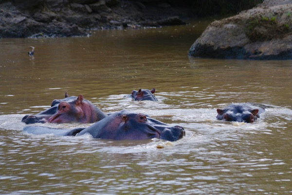 Hipopótamos Maasai Mara-Andorreando por el Mundo.