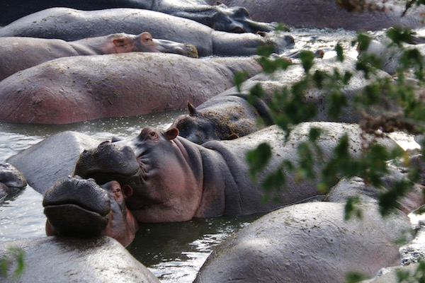Hipopótamos Serengeti-Andorreando por el Mundo