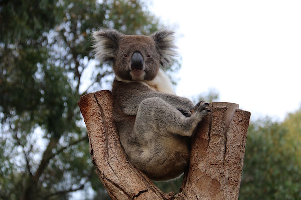 Koala Kangaroo Island-Andorreando por el Mundo
