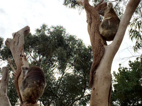 Koalas Andorreando por el Mundo