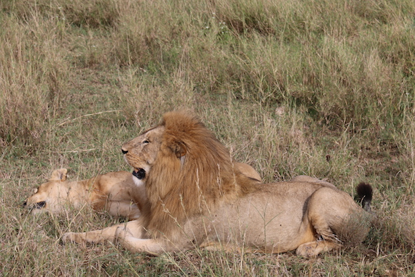 León, Leona Serengeti-Andorreando por el Mundo