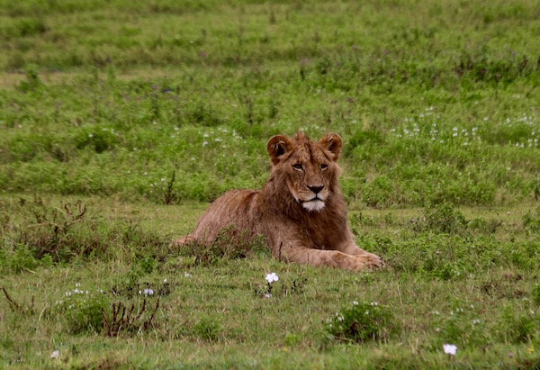 León Ngorongoro-Andorreando por el Mundo