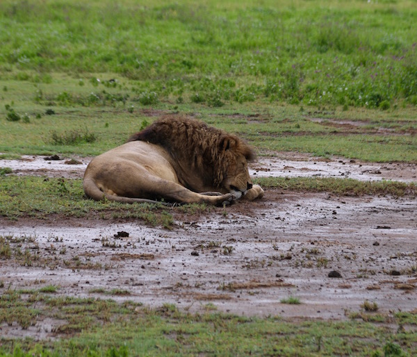 León Ngorongoro-Andorreando por el Mundo