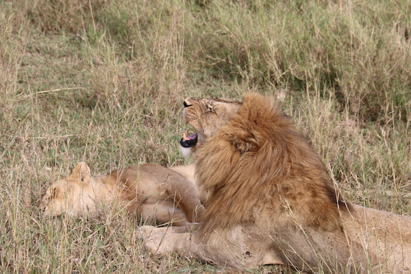 León y Leona Serengeti