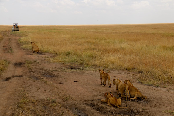 Manada Leones Serengeti-Andorreando por el Mundo