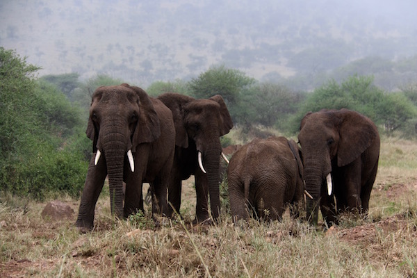 Manada de elefantes Seregeti-Andorreando por el Mundo