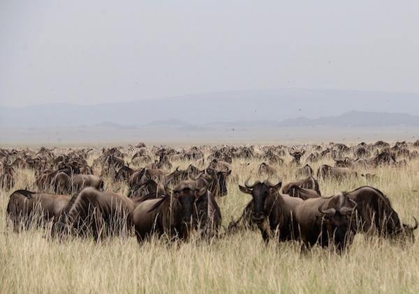 Manada de Ñus Serengeti-Andorreando por el Mundo