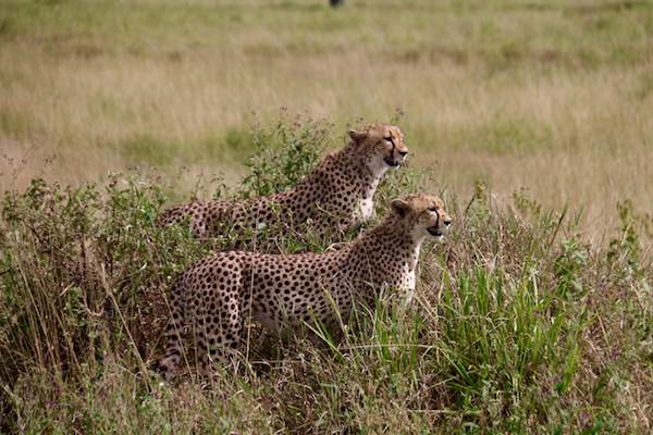 Pareja Guepardos Serengeti-Andorreando por el Mundo