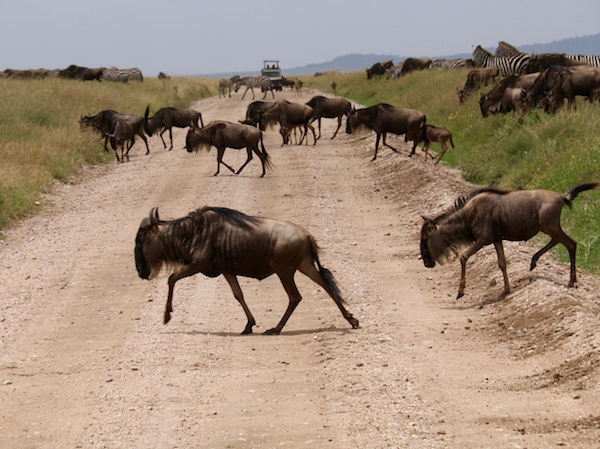 Ñus cruzando Serengeti