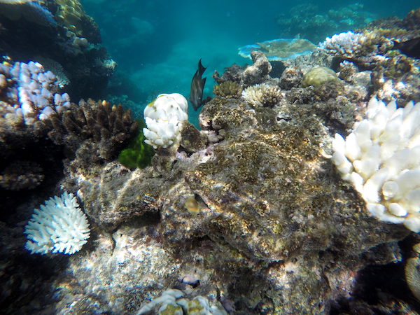 Gran Barrera Arrecifes-Andorreando por el Mundo