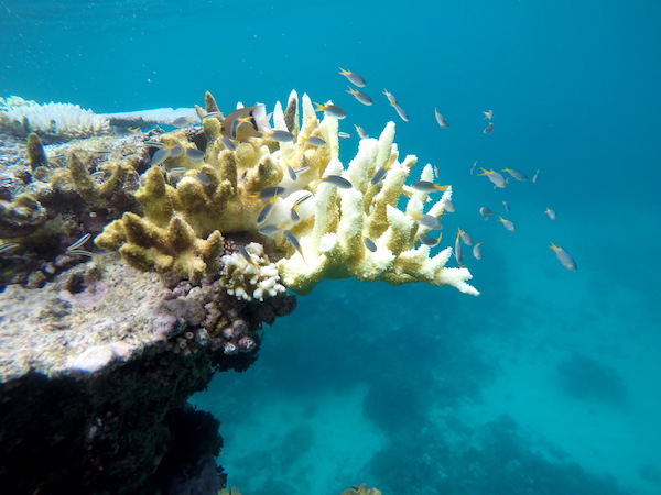 Gran Barrera Arrecifes-Andorreando por el Mundo