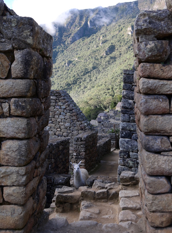 Llamas Machu Picchu