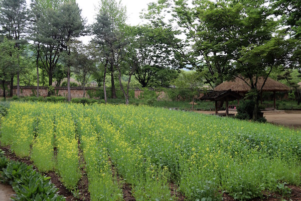 Cultivos poblado Joseon