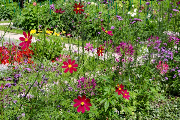 Flores Jardín Botánico Universidad Varsovia