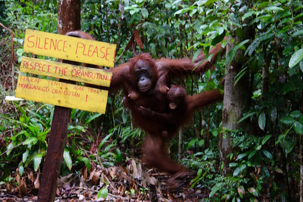 orangután, cría.