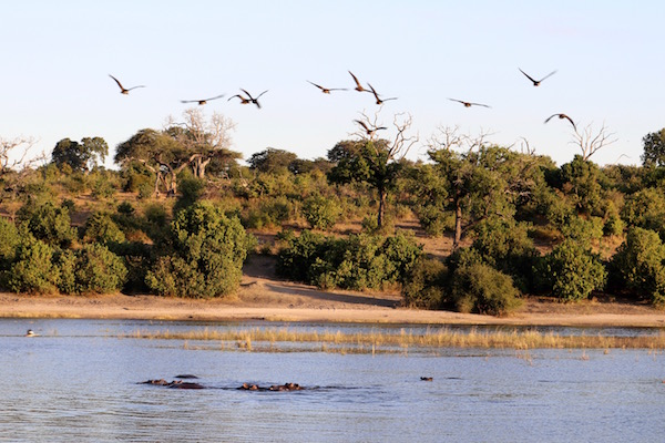 Aves volando Río Chobe