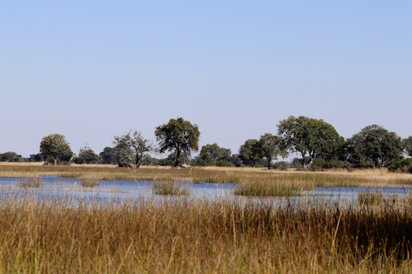 Delta de Okavango.