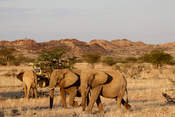 Elefantes Desierto.