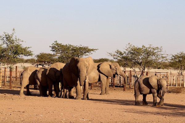 Elefantes Desierto