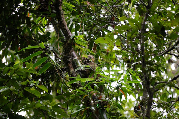 Lémur Dorado Bambú