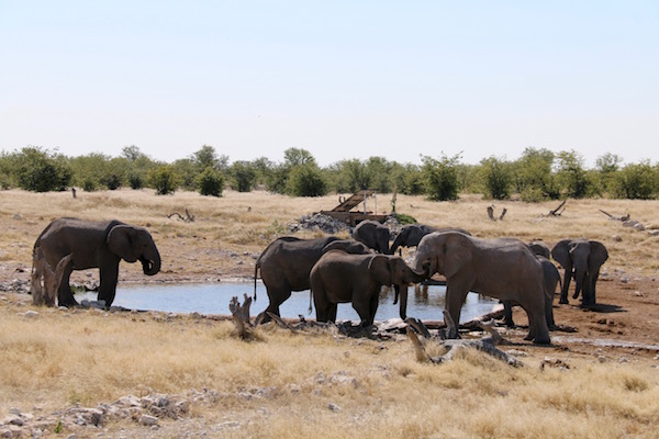 Manada Elefantes