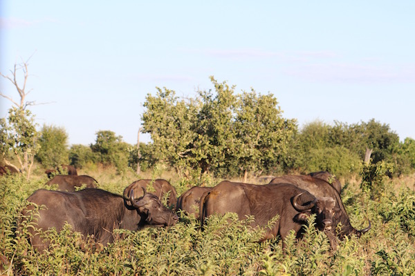 Manada búfalos