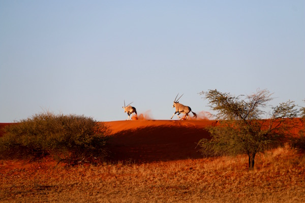 Oryx Desierto Kalahari