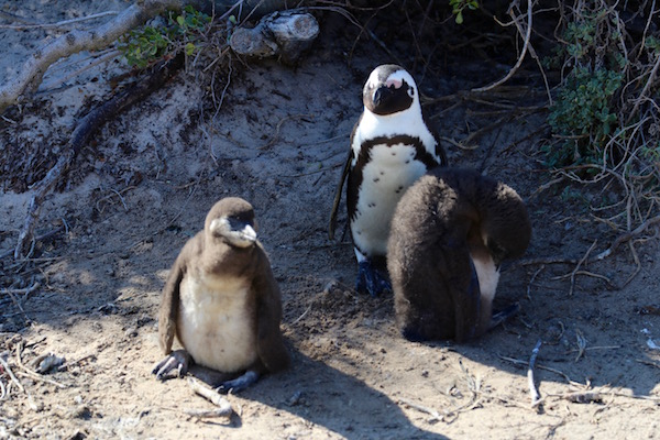 Pingüinos.