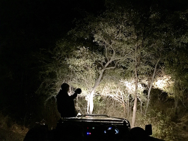 Safari nocturno