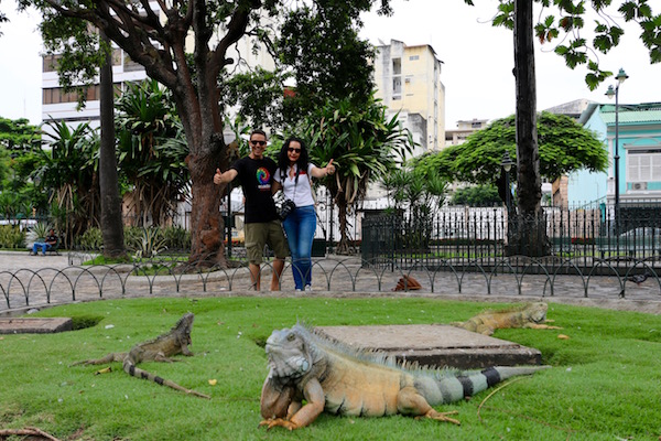 Iguanas en el Parque Seminario.