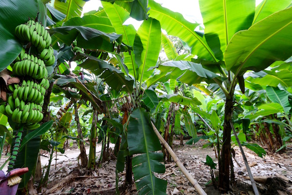 Plantaciones de Banano.