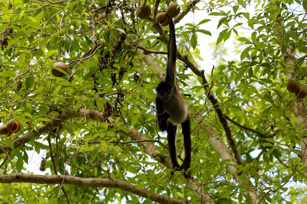 Mono capuchino.