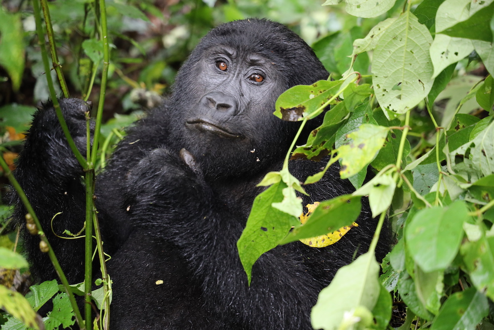 Gorila en el Parque Nacional de la Selva Impenetrable de Bwindi