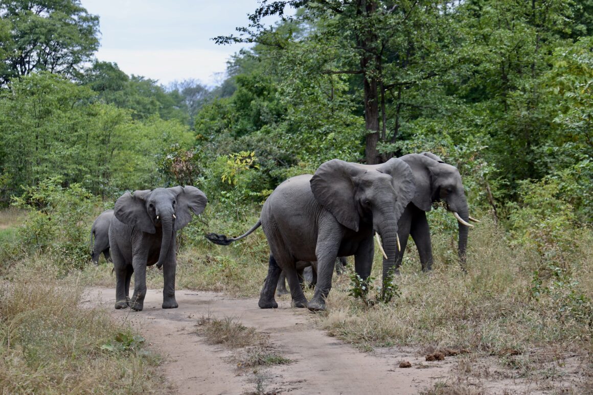 Manada de elefantes en el Parque Nacional Liwonde, Malawi.